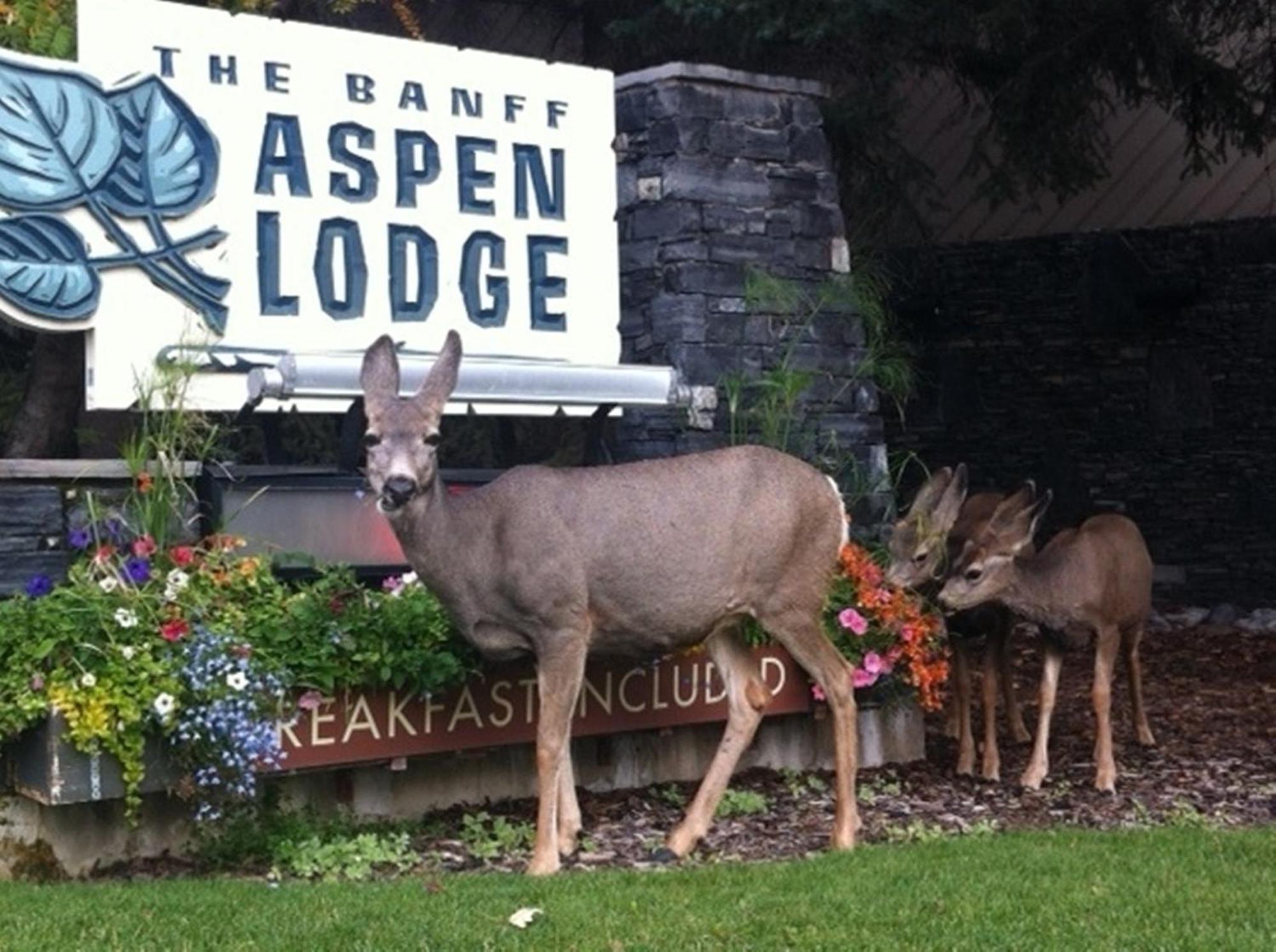 Banff Aspen Lodge Экстерьер фото